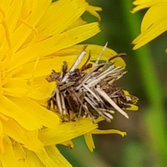 Heliocosma (genus - immature) (A tortrix or leafroller moth) at O'Malley, ACT - 24 Oct 2022 by Mike