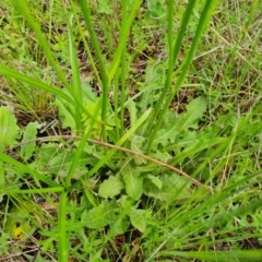 Hypochaeris radicata (Cat's Ear, Flatweed) at O'Malley, ACT - 24 Oct 2022 by Mike