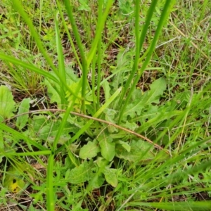 Hypochaeris radicata at O'Malley, ACT - 24 Oct 2022