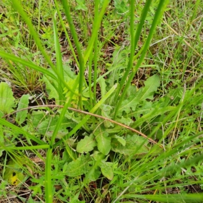 Hypochaeris radicata (Cat's Ear, Flatweed) at Mount Mugga Mugga - 24 Oct 2022 by Mike