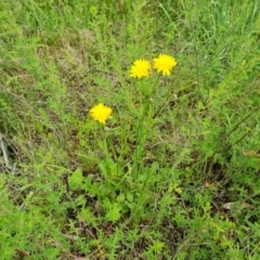 Hypochaeris radicata at O'Malley, ACT - 24 Oct 2022