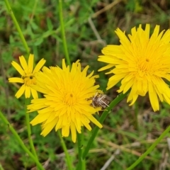 Hypochaeris radicata at O'Malley, ACT - 24 Oct 2022