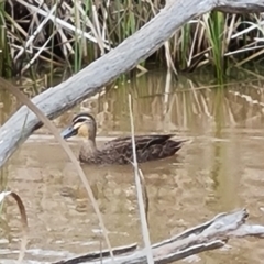 Anas superciliosa (Pacific Black Duck) at Mount Mugga Mugga - 24 Oct 2022 by Mike