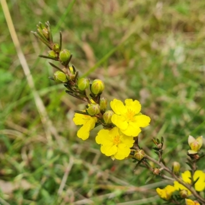 Hibbertia calycina (Lesser Guinea-flower) at O'Malley, ACT - 24 Oct 2022 by Mike