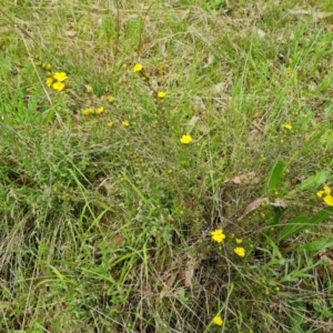 Hibbertia calycina at O'Malley, ACT - 24 Oct 2022