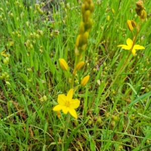 Bulbine bulbosa at O'Malley, ACT - 24 Oct 2022