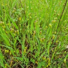 Briza maxima (Quaking Grass, Blowfly Grass) at Mount Mugga Mugga - 24 Oct 2022 by Mike