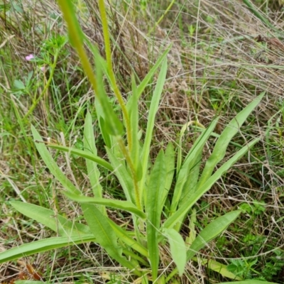 Craspedia sp. (Billy Buttons) at Mount Mugga Mugga - 24 Oct 2022 by Mike