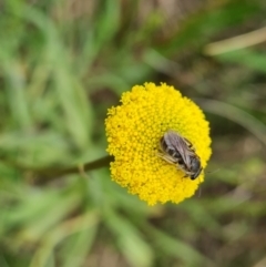 Lasioglossum (Chilalictus) sp. (genus & subgenus) (Halictid bee) at O'Malley, ACT - 24 Oct 2022 by Mike