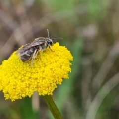 Lasioglossum (Chilalictus) sp. (genus & subgenus) at O'Malley, ACT - 24 Oct 2022