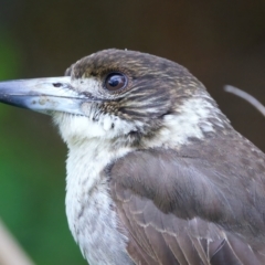 Cracticus torquatus (Grey Butcherbird) at Ainslie, ACT - 20 Oct 2022 by jb2602