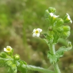 Hackelia suaveolens (Sweet Hounds Tongue) at Watson, ACT - 24 Oct 2022 by MPW