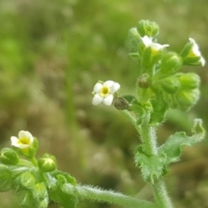 Hackelia suaveolens at Watson, ACT - 24 Oct 2022