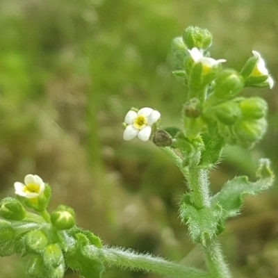 Hackelia suaveolens (Sweet Hounds Tongue) at Watson, ACT - 24 Oct 2022 by MAX