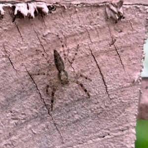 Helpis sp. (genus) at Aranda, ACT - 24 Oct 2022