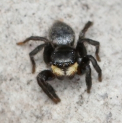 Salticidae sp. 'Golden palps' (Unidentified jumping spider) at Black Mountain - 23 Oct 2022 by amiessmacro