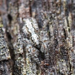 Clynotis severus (Stern Jumping Spider) at Black Mountain - 23 Oct 2022 by amiessmacro