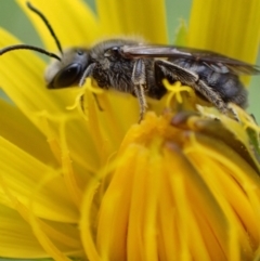 Lasioglossum (Chilalictus) lanarium (Halictid bee) at Murrumbateman, NSW - 15 Oct 2022 by SimoneC