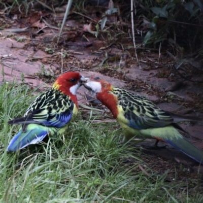 Platycercus eximius (Eastern Rosella) at GG182 - 23 Oct 2022 by KMcCue