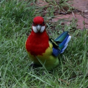 Platycercus eximius at Aranda, ACT - 23 Oct 2022 05:30 PM