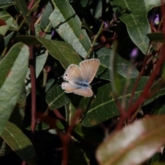 Lampides boeticus (Long-tailed Pea-blue) at GG182 - 18 Oct 2022 by KMcCue