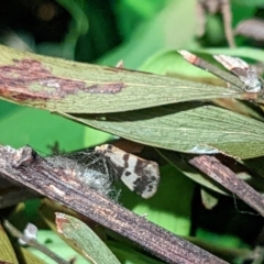 Anestia (genus) (A tiger moth) at Amaroo, ACT - 8 Oct 2022 by chriselidie