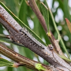 Anestia (genus) at Amaroo, ACT - 8 Oct 2022