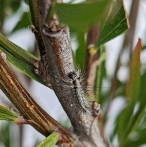 Anestia (genus) at Amaroo, ACT - 8 Oct 2022