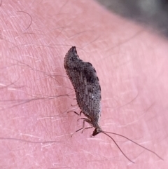 Drepanacra binocula (Notched brown lacewing) at Mount Jerrabomberra QP - 23 Oct 2022 by Steve_Bok