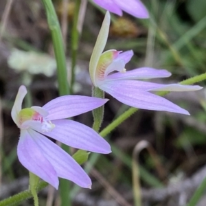 Caladenia carnea at Jerrabomberra, NSW - 23 Oct 2022