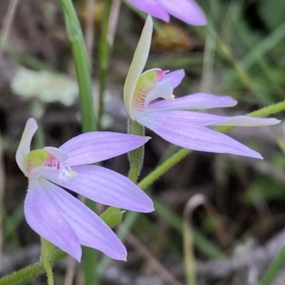 Caladenia carnea (Pink Fingers) at Mount Jerrabomberra QP - 23 Oct 2022 by Steve_Bok