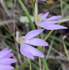 Caladenia carnea at Jerrabomberra, NSW - 23 Oct 2022