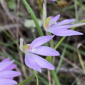 Caladenia carnea at Jerrabomberra, NSW - 23 Oct 2022