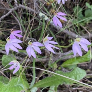 Caladenia carnea at Jerrabomberra, NSW - 23 Oct 2022