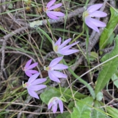 Caladenia carnea at Jerrabomberra, NSW - 23 Oct 2022