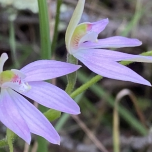 Caladenia carnea at Jerrabomberra, NSW - 23 Oct 2022