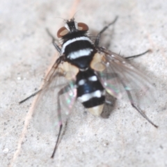 Trigonospila sp. (genus) (A Bristle Fly) at Carwoola, NSW - 23 Oct 2022 by Harrisi