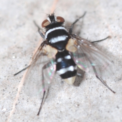 Trigonospila sp. (genus) (A Bristle Fly) at QPRC LGA - 23 Oct 2022 by Harrisi
