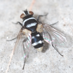 Trigonospila sp. (genus) at Carwoola, NSW - 23 Oct 2022