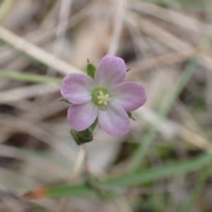 Geranium sp.3 at Frogmore, NSW - 15 Oct 2022