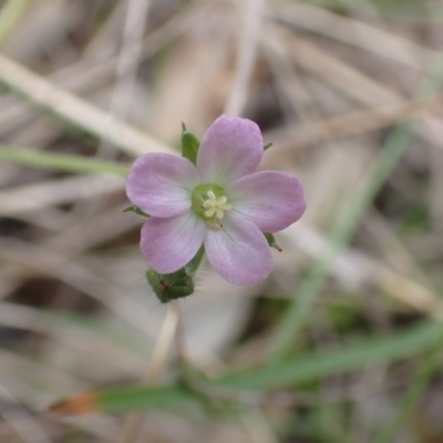 Geranium sp. Narrow lobes (G.S.Lorimer 1771) Vic. Herbarium at Frogmore, NSW - 15 Oct 2022 by drakes