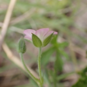 Geranium sp.3 at Frogmore, NSW - 15 Oct 2022