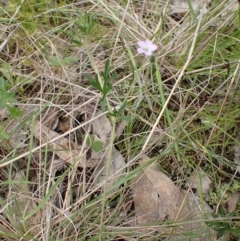 Geranium sp.3 at Frogmore, NSW - 15 Oct 2022