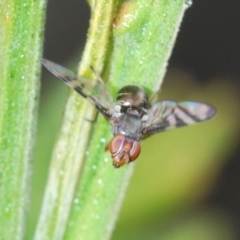 Rivellia sp. (genus) (Signal fly) at Mount Taylor - 23 Oct 2022 by Harrisi