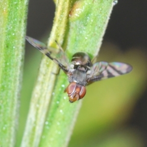 Rivellia sp. (genus) at Kambah, ACT - 23 Oct 2022