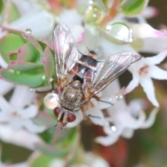 Tachinidae (family) (Unidentified Bristle fly) at Mount Taylor - 23 Oct 2022 by Harrisi