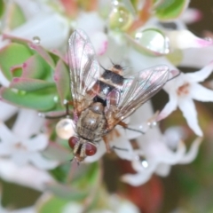 Unidentified True fly (Diptera) (TBC) at Kambah, ACT - 23 Oct 2022 by Harrisi