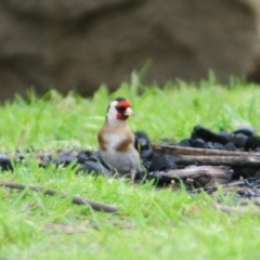 Carduelis carduelis (European Goldfinch) at Lake George, NSW - 23 Oct 2022 by Harrisi