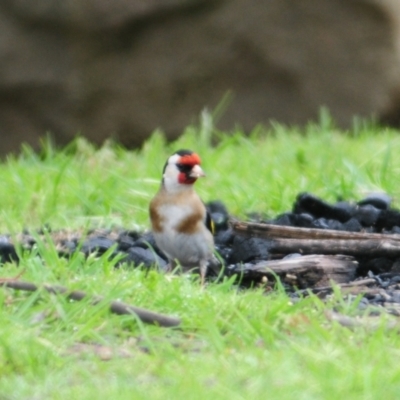 Carduelis carduelis (European Goldfinch) at Lake George, NSW - 23 Oct 2022 by Harrisi