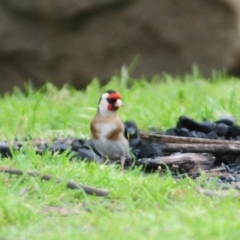 Carduelis carduelis (European Goldfinch) at Lake George, NSW - 22 Oct 2022 by Harrisi